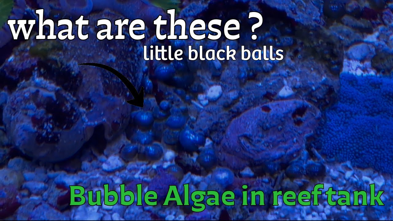 Dealing with Bubble algae in reef tank