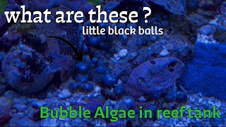 Dealing with Bubble algae in reef tank