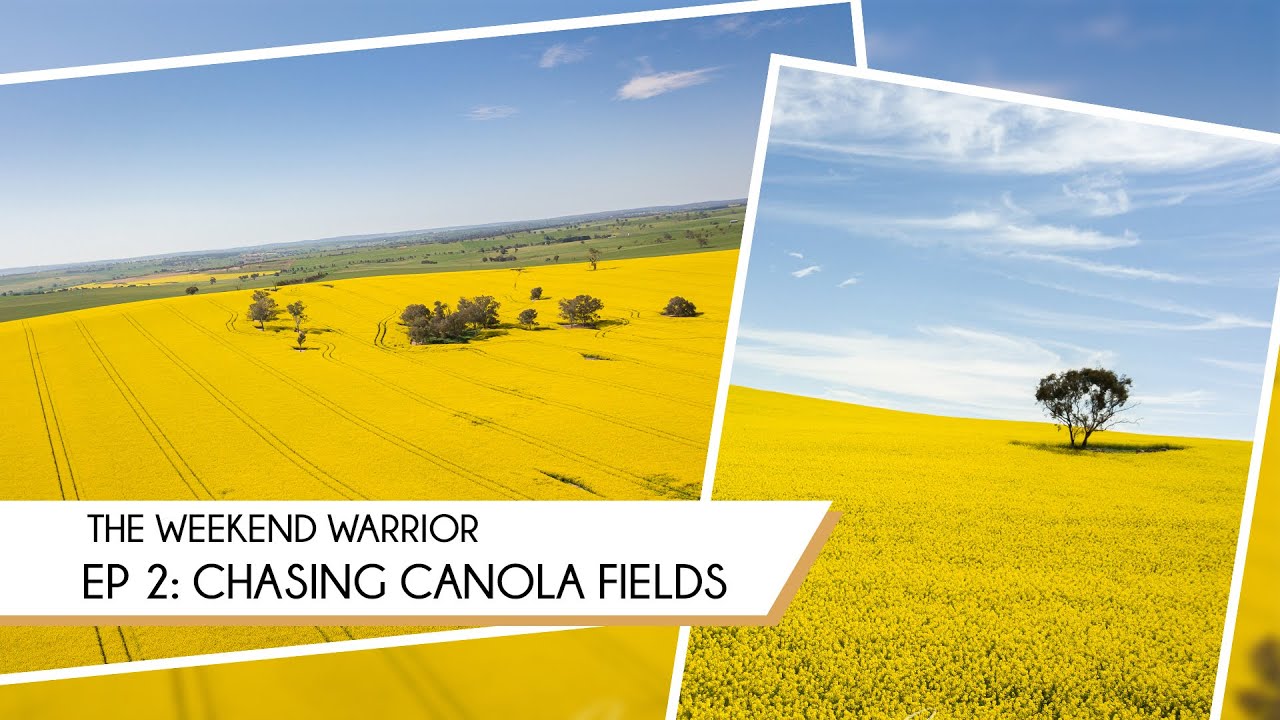 Canola fields madness!!! 
