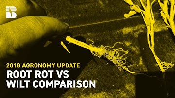 Root Rot vs Wilt Comparison