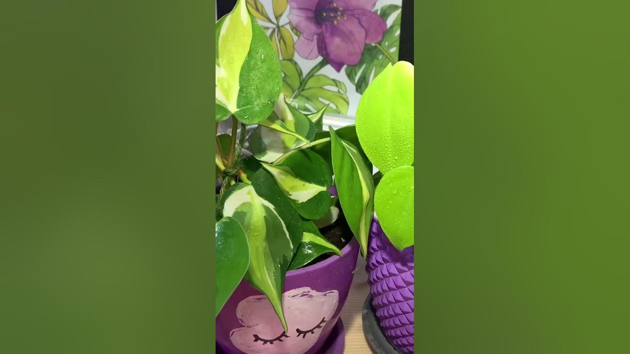 #Филодендрон #медиопикта #триколор #philodendron #philodendronvarigata ...