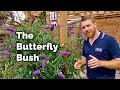 Buddleia - The Butterfly Bush and Why You Should Plant One in Your Garden