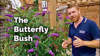 Buddleia  The Butterfly Bush and Why You Should Plant One in Your Garden