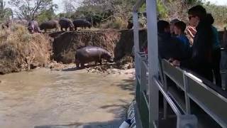 Hippo Pod Grunting On The St Lucia Estuary