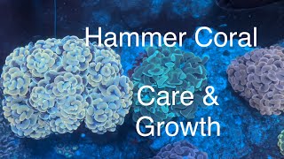 Hammer Coral Care Growth Feeding Dosing Flow Placement Saltwater Coral Reef Aquarium screenshot 3