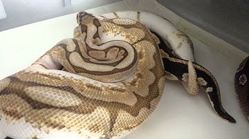 Breeding male leeser bee to mojave....