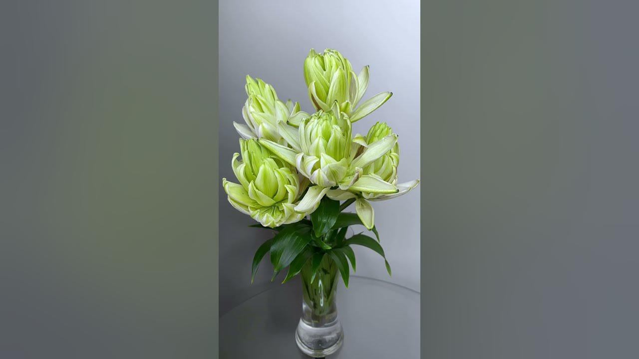 Лилия азиатская махровая Мистери Дрим (Lilium asiatic double Mystery ...