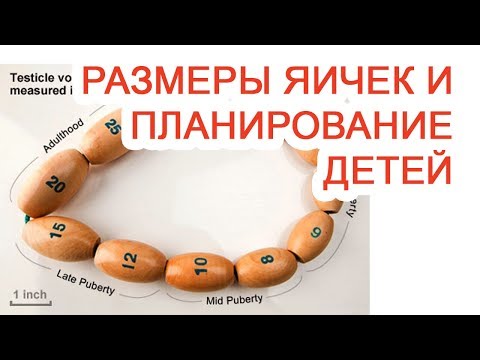 Размеры яичек и планирование детей