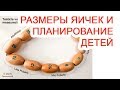 Размеры яичек и планирование детей