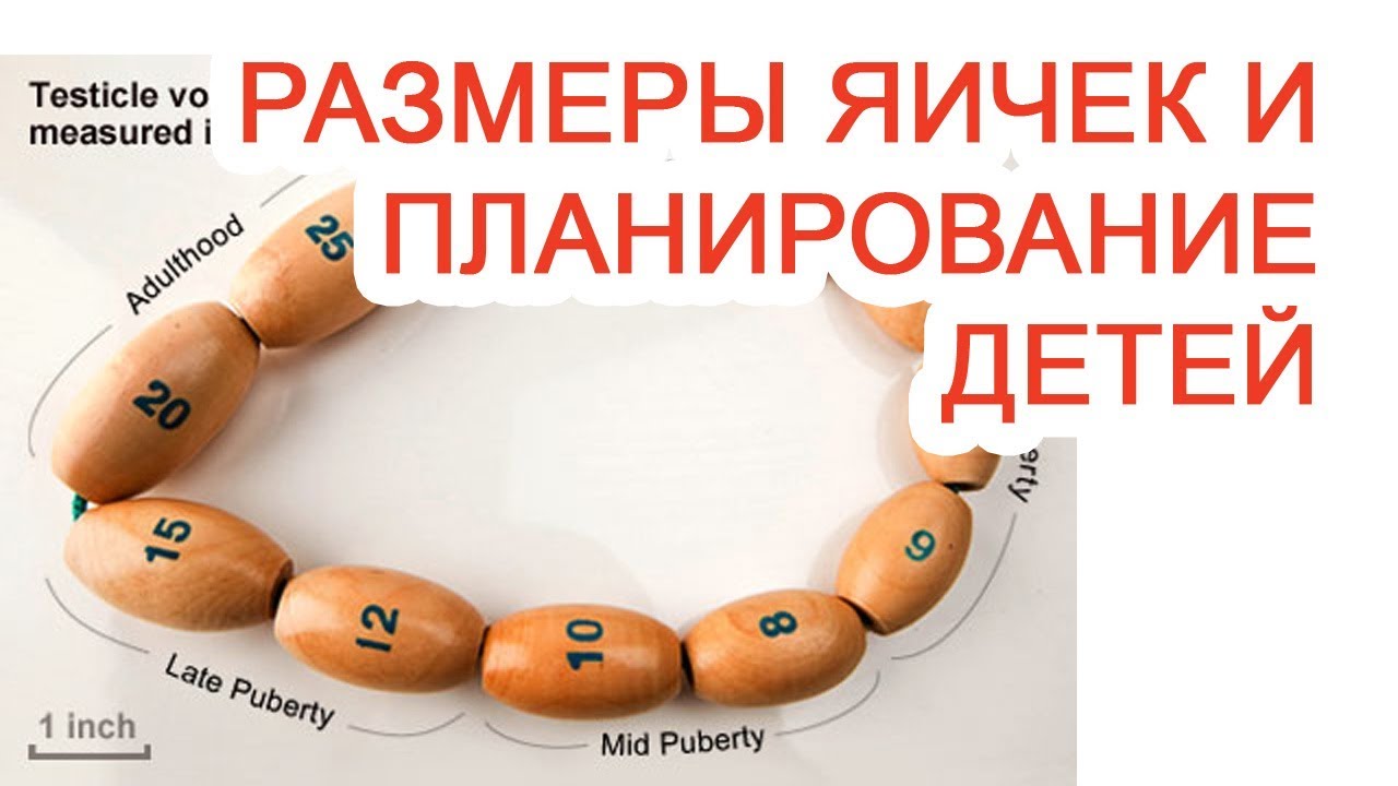 яички уменьшились в размерах яички уменьшились в размерах