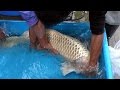 錦鯉/大迫力鯉 98cm 検寸/仙助