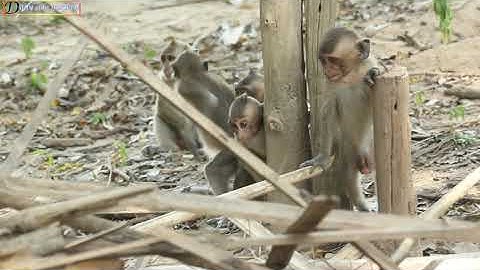 OMG! Monkey Vs Snake Capuchin Monkey Save Mouse From Banded Krait Snake Hunt