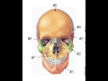 Bones Of The Skull Quiz