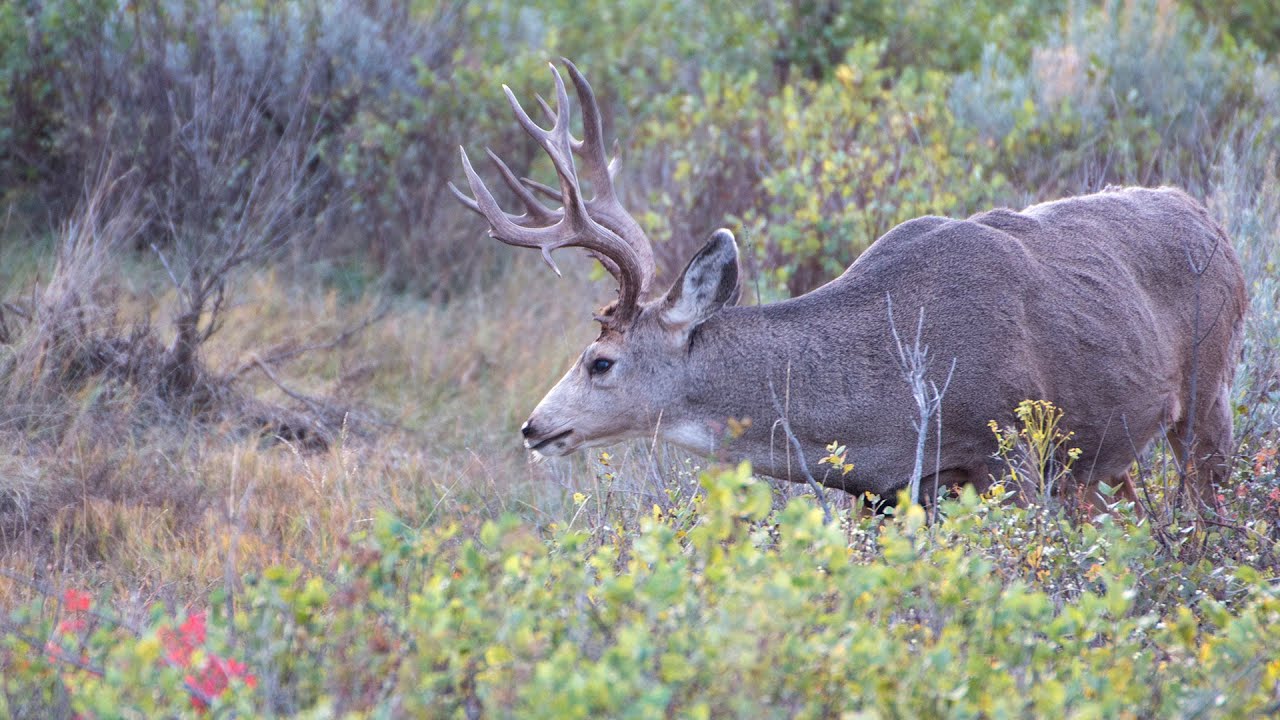 hunting simulator pc Deer Hunting Questions 2015 - NDGNF