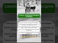 Собака разведчик, обнаружившая позицию врага #вов #разведка #животные #shorts