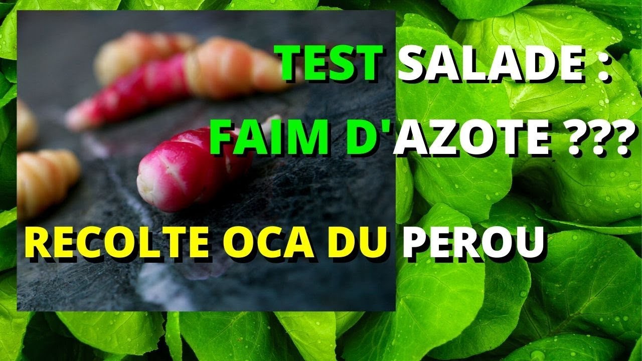 test salade , faim d'azote ??? recolte oca du perou
