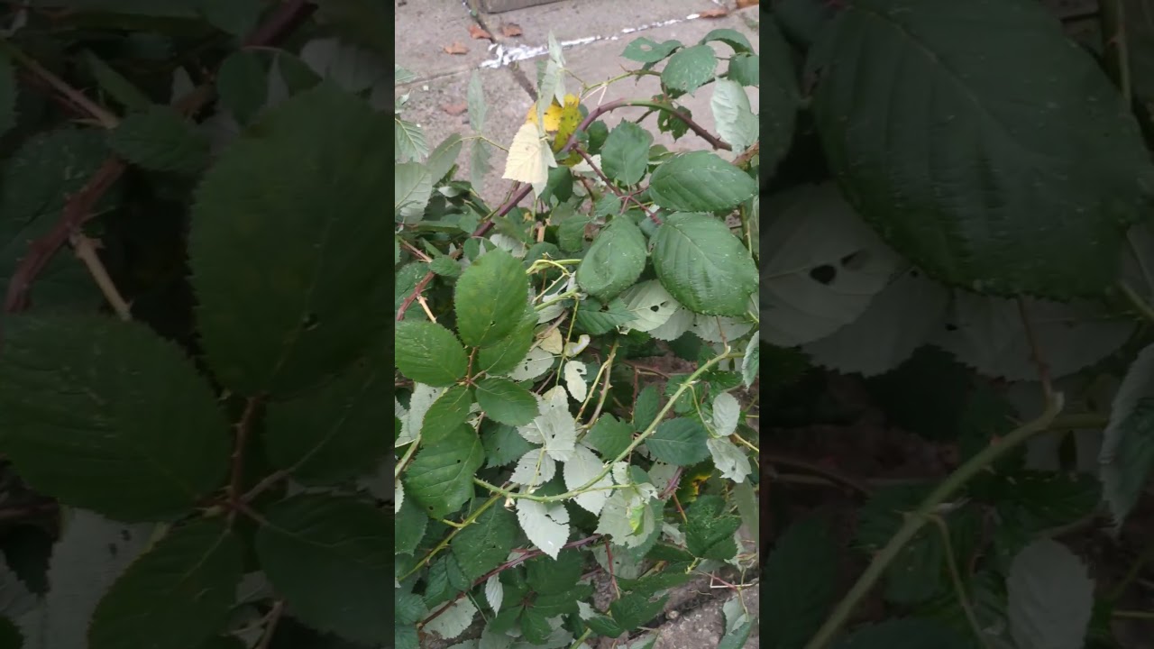 Thorny Homemade Trading Card 