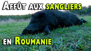 Affût aux sangliers en Roumanie