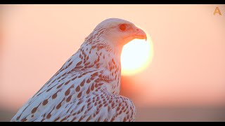 Animalia - Ramadan Kareem