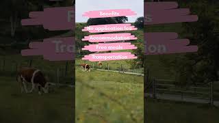 Si Global Executive Program In Sweden 2024 Fully Funded