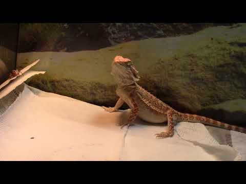 Video: Bearded Dragon Verhalten und Krankheiten