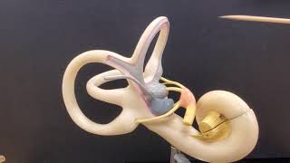 Professor Long  Ear Anatomy 2, Inner Ear