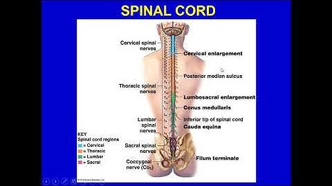ANATOMY & PHYSIOLOGY-1-CHAPTER 12-SPINAL CORD, SPINAL NERVES, AND SPINAL REFLEXES