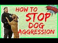 Leash aggression towards other dogs- How to Get Your Reactive Dog Under Control While on a Walk