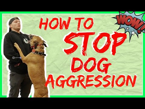 leash-aggression-towards-other-dogs--how-to-get-your-reactive-dog-under-control-while-on-a-walk