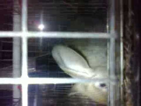 გალიები ბაჭიებისათვის 1 დან 3 თვემდე