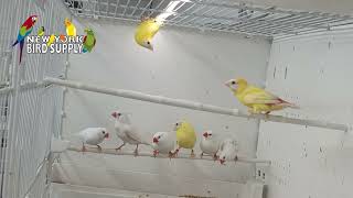 New York Bird Supply: Parrot Finch Blue Face Lutino