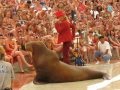 Walrus dances to Michael Jackson