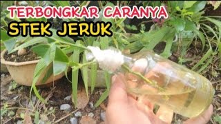 Cara Stek Jeruk Media Air+Root Up/Stek Batang/Perangsang Akar Stek Lidah Buaya graftingtechnique