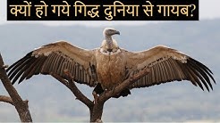 गिद्धों के बारे में रोचक जानकारी || About Vulture In Hindi ||