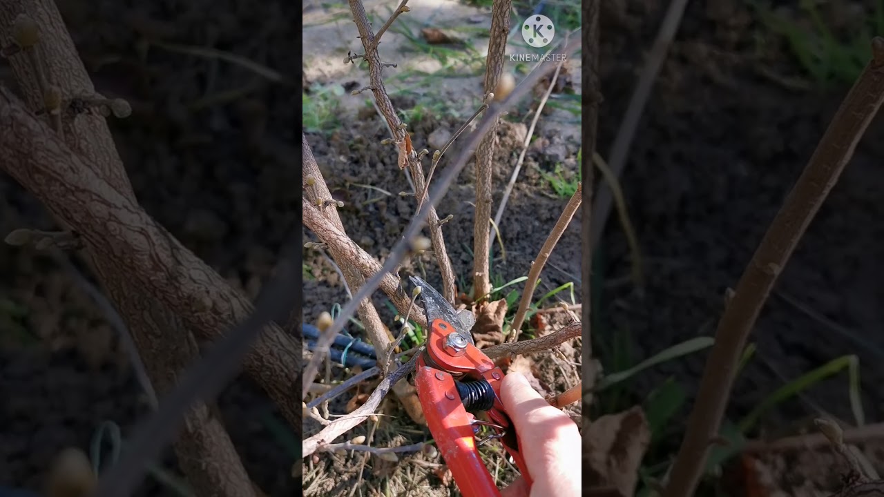 Il nocciolo. Potatura di allevamento e produzione.