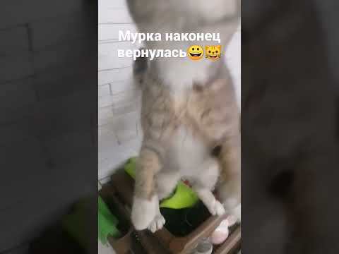 Ребята Ура амурка вернулась будут новые видео но надеюсь она больше не уйдёт!!!