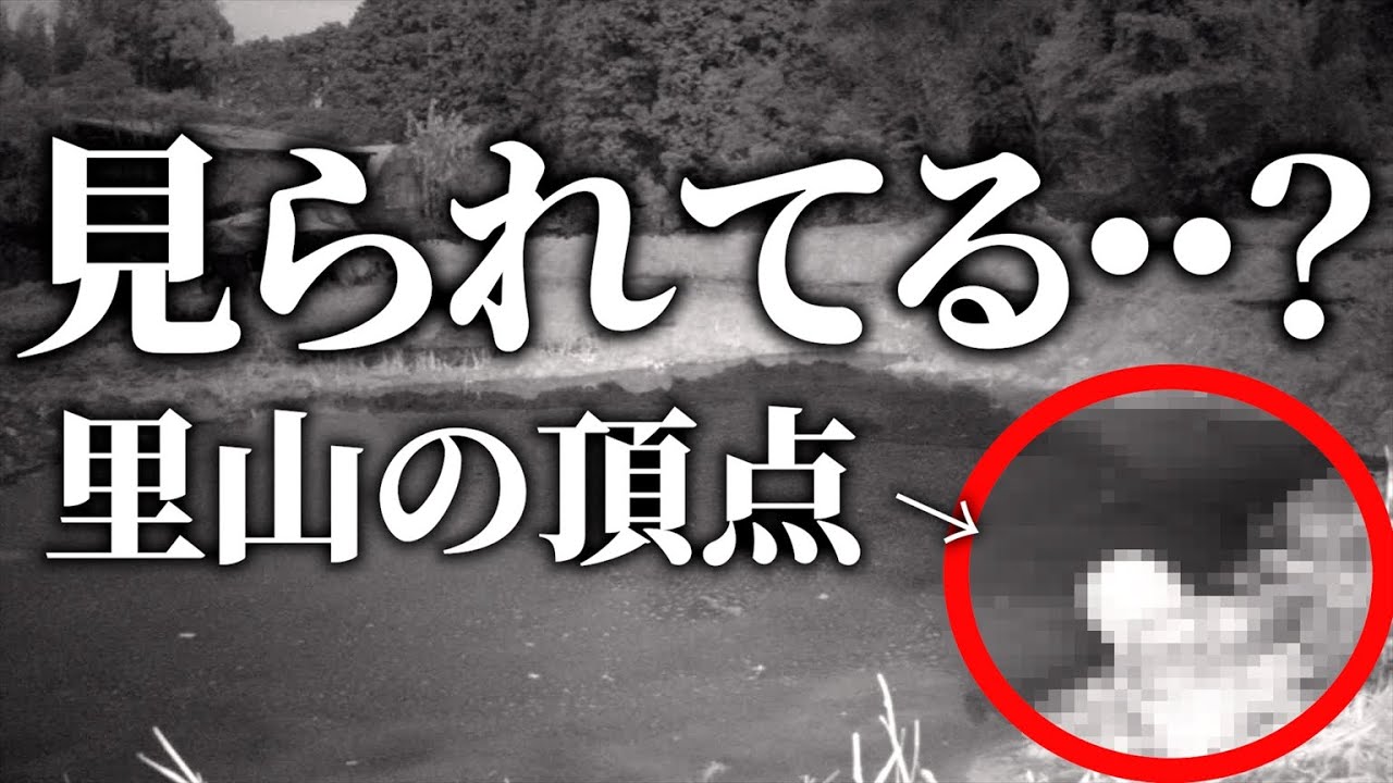 夜のビオトープに異変。里山の頂点「フクロウ」が映った日