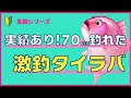 【タイラバ初心者】70UPのチャンスを逃さず、お金を失わないタイラバ選びができます。