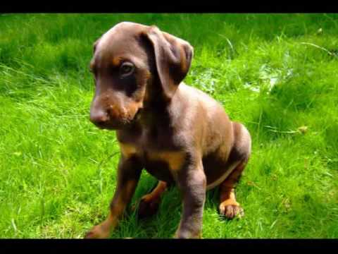 chocolate doberman puppies