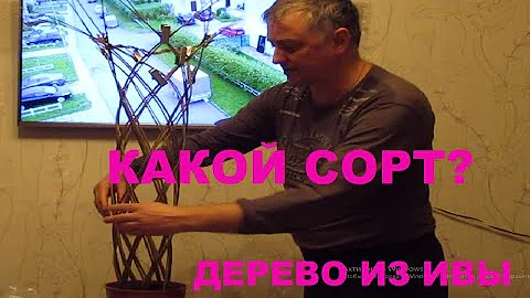 ПАВИВА Как сплести плетёное дерево из ивы. Какой прут подходит для плетения живого дерева , сорта.