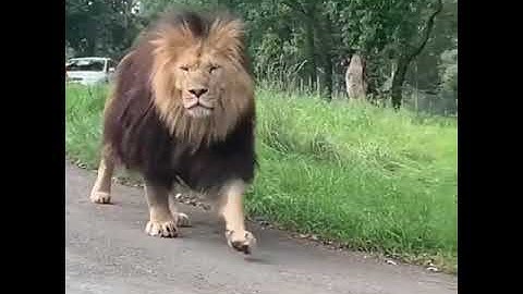 दुनिया का सबसे बड़ा शेर (barbary lion) /The biggest lion in the world/Duniya ka sabse bada Sher