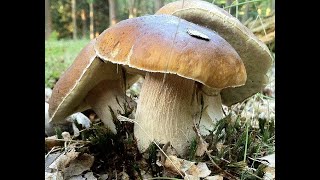 HOUBY PORCINI PILZE MUSHROOMS 蘑菇 ГРИБИ CZECH REPUBLIC