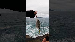 Pesca com micro jig na costeira #fishing