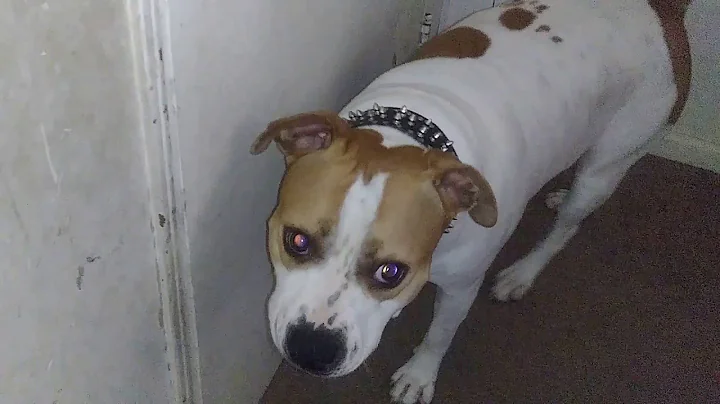 4 dog tricks