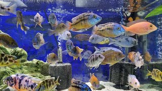 New Zealands Best Selection Of African Cichlids Shop Tour