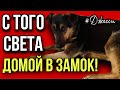 С того света в Подмосковный замок| Джесси