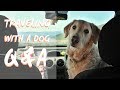 Traveling with a dog - Q&A with Odie