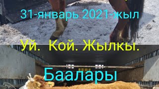 Атбашы мал базары//Уй. Кой. Жылкы баалары.// 31.01.2021