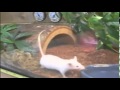 Goliath Bird Eating spider eats a mouse