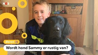 Download Lagu Spotify maakt afspeellijsten voor huisdieren 🐶🎵 MP3